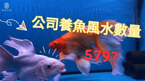 風水魚 數量|揭秘風水魚養殖最佳數量指南：招財納福必學秘訣 